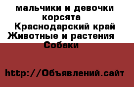мальчики и девочки корсята - Краснодарский край Животные и растения » Собаки   